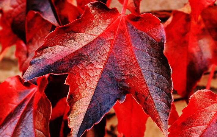 Autumn Escape Autumn Escape