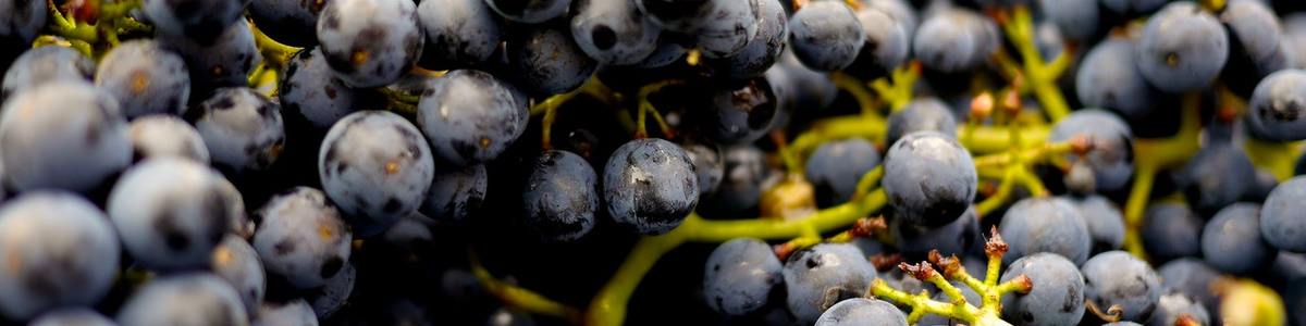 Wine List